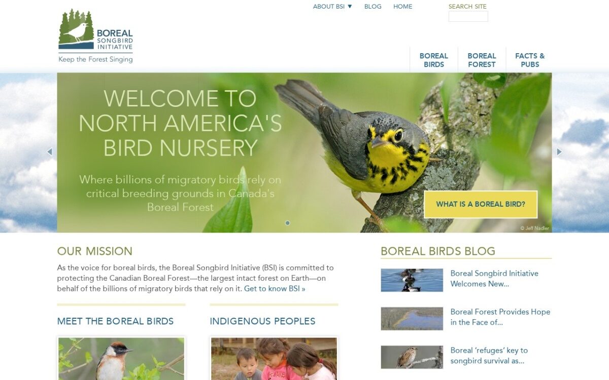 Boreal Songbird Initiative – Bird & Boreal Forest Conservation